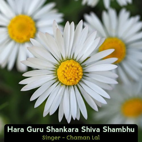 Hara Guru Shankara Shiva Shambhu