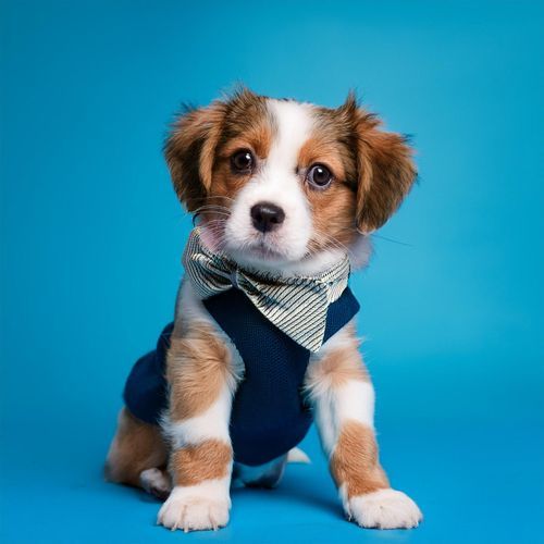 Canciones De Cuna Para Perros Inquietos cover art