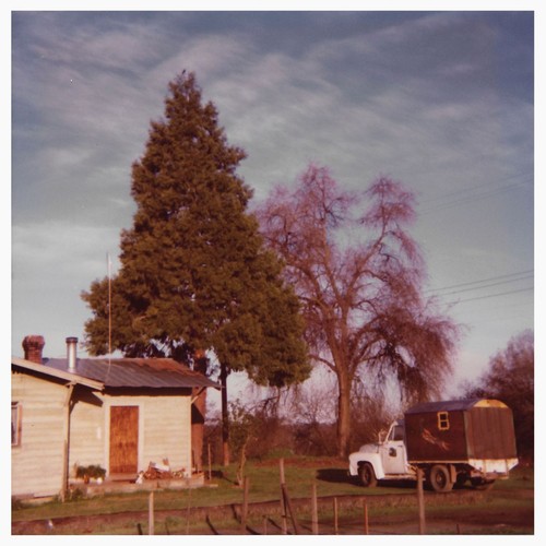 Betula cover art