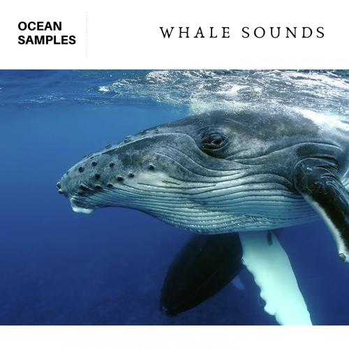 Whale Song