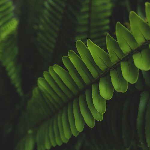 Lovely Drops cover art