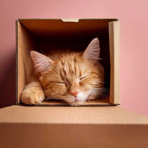 Music For Pets And Their Happy Moments