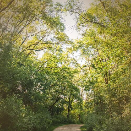 Morning Walk In Nature Sounds of Footsteps for Instant Relaxation_poster_image