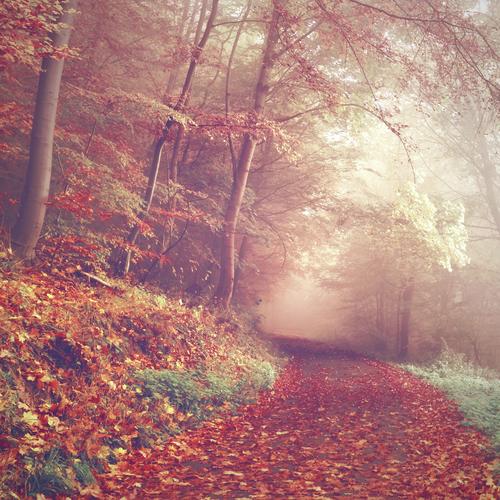 Autumn_poster_image