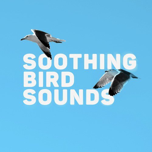 Soothing Bird Sounds