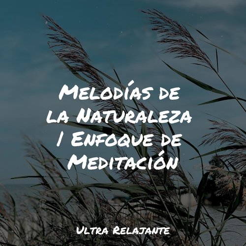 Melodías de la Naturaleza | Enfoque de Meditación