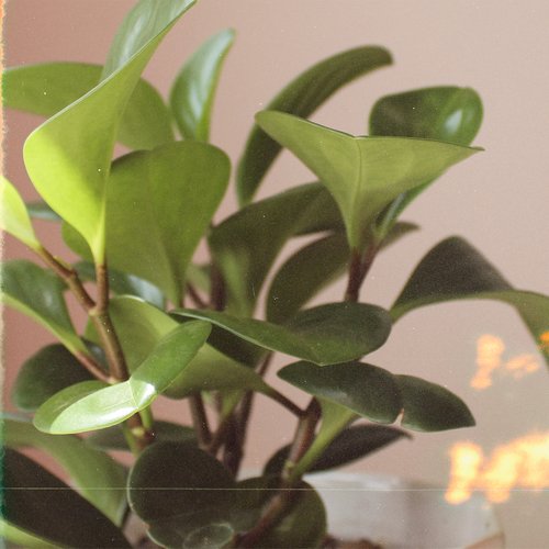 Peperomia_poster_image