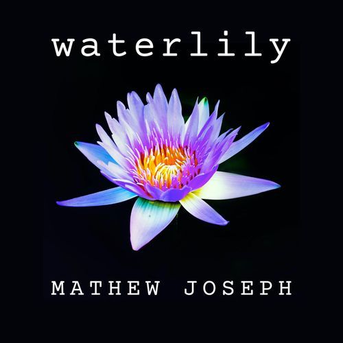 Waterlily