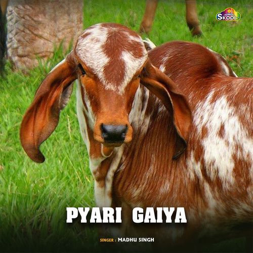 Pyari Gaiya