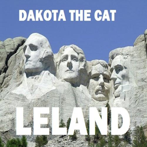 Dakota The Cat