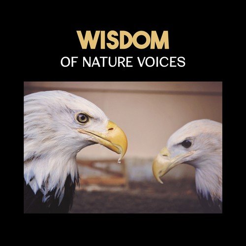 Wisdom of Nature Voices – Ultimate 50 Nature Sounds for Meditation, Relax & Concentration, Healing Mindfulness Music