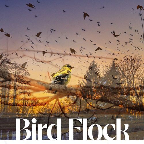 Bird Flock