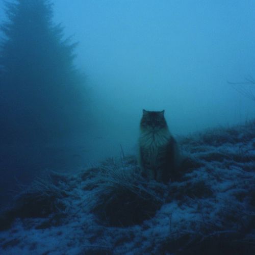 dim glow (Speed Up)