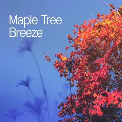 Maple Tree Breeze