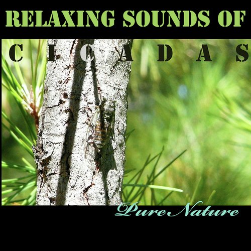 Relaxing Sounds of Cicadas_poster_image