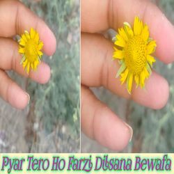 Pyar Tero Ho Farzi Dilsana Bewafa