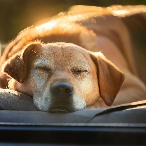 Música Relajante Para Perros cover art