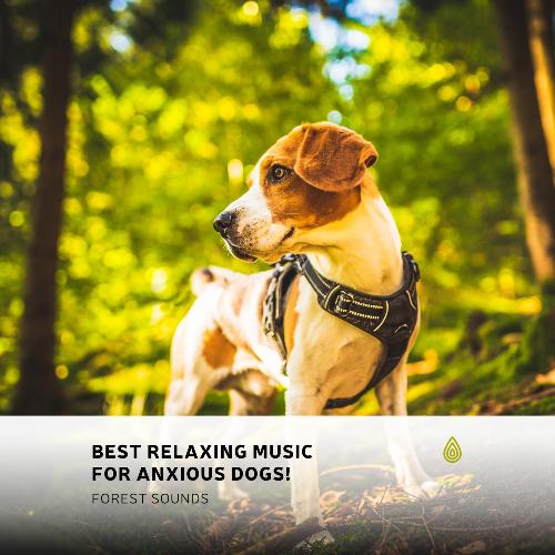 Best Relaxing Music for Anxious Dogs! Forest Sounds