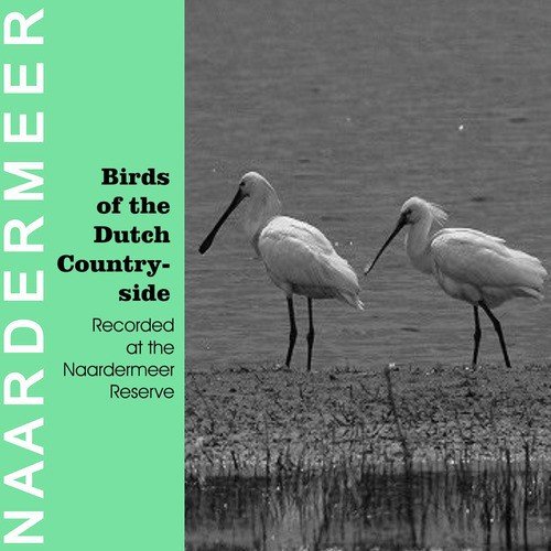 Spoonbill cover art