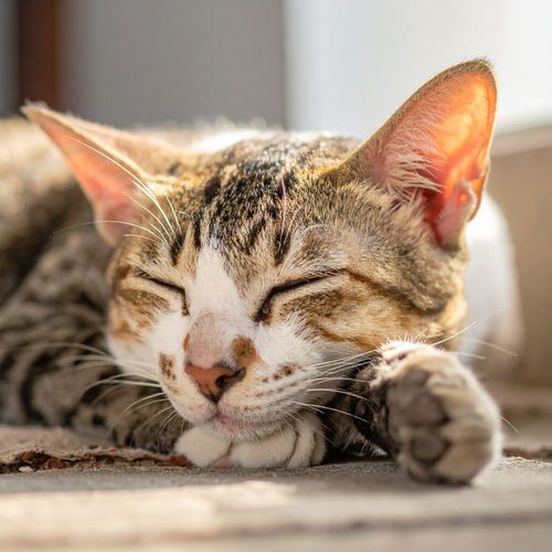 Música Suave Para Dormir Con Gatos En Paz cover art