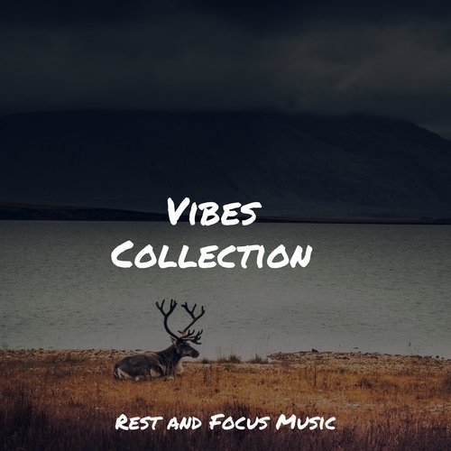 Vibes Collection