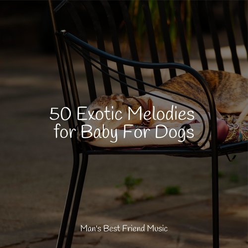 50 Exotic Melodies for Baby For Dogs_poster_image