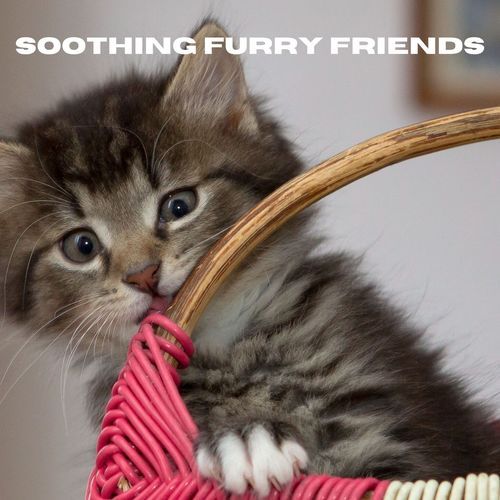 Soothing Furry Friends_poster_image