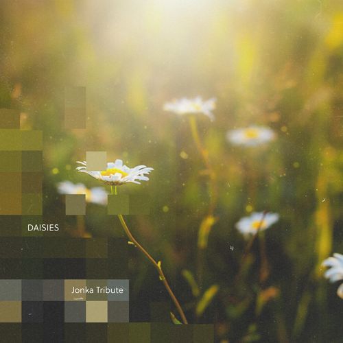 DAISIES