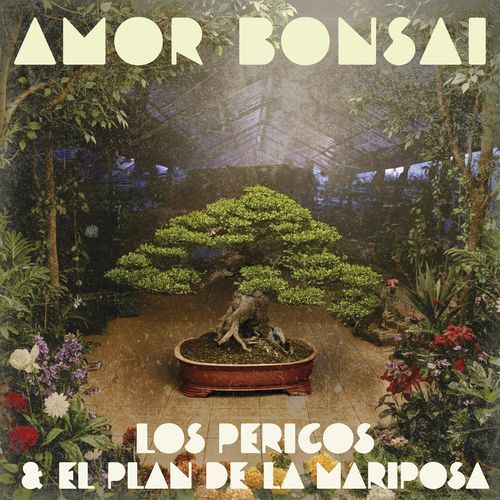 Amor Bonsai