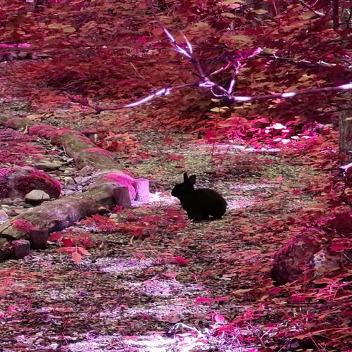 Ihi Ihi Uhh cover art