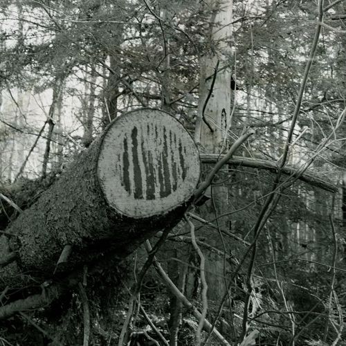 the west lost woods