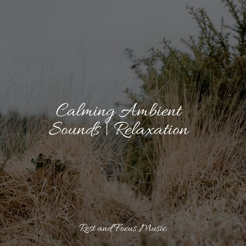 Calming Ambient Sounds | Relaxation