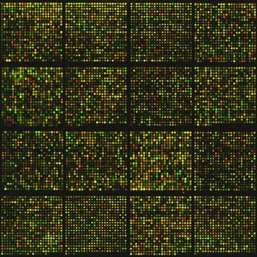 Chromosome 8