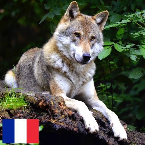 Hurlement de Loups près d'un Lac