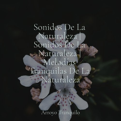 Sonidos De La Naturaleza | Sonidos De La Naturaleza | Melodías Tranquilas De La Naturaleza