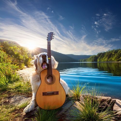 Soothing Streams for Dogs: Relaxing Guitar Tunes_poster_image