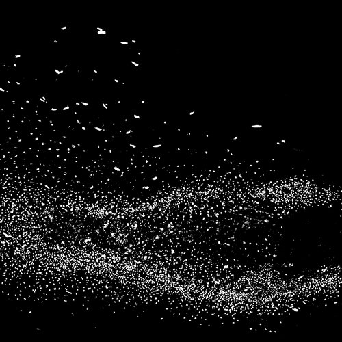 A Dark Murmuration of Strings