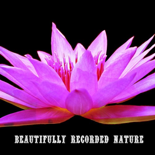 Beautifully Recorded Nature