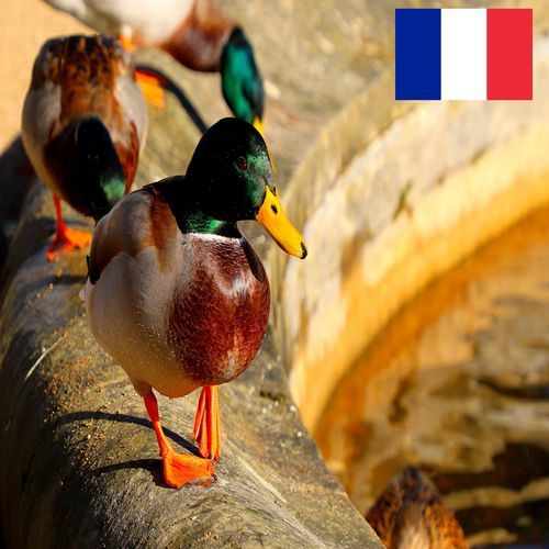 Canards Sauvages dans une Petite Fontaine