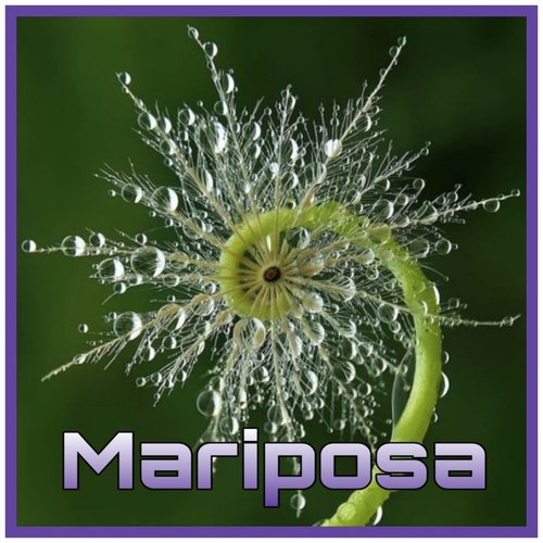 Mariposa