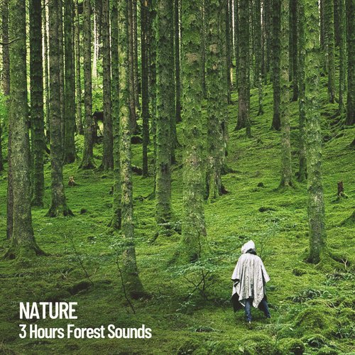 Nature: 3 Hours Forest Sounds walking alone