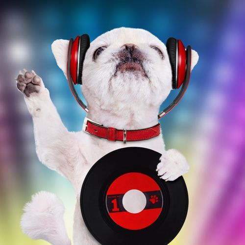 Animal Zen: Ambient Music for Pets