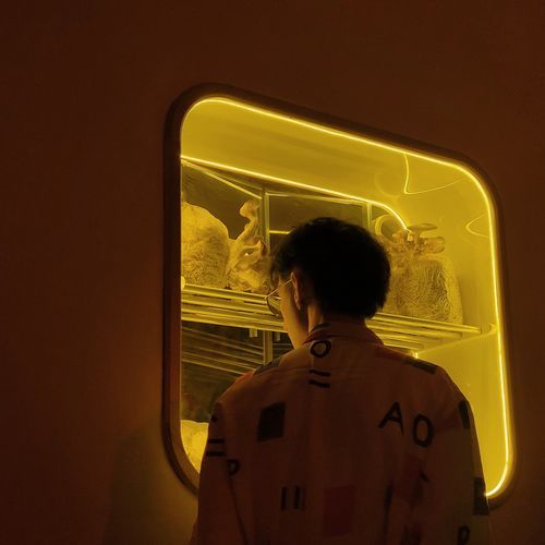 Los árboles (En Vivo) cover art