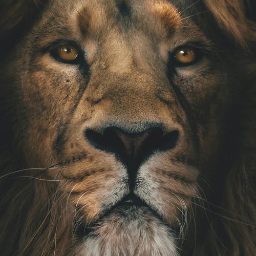 King Jesus cover art