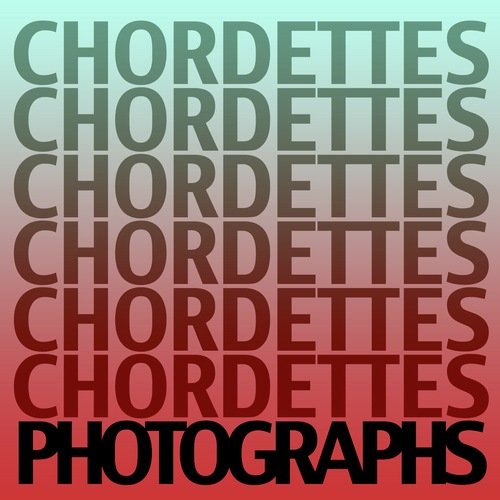 Photographs