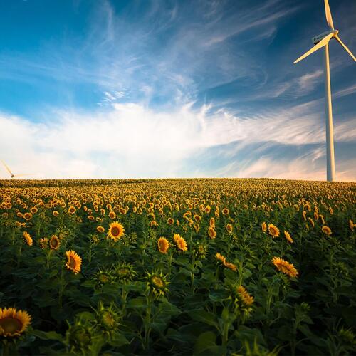 Whispy Winds Across the Fields to Help You Relax_poster_image