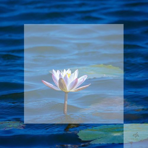 just need you here cover art