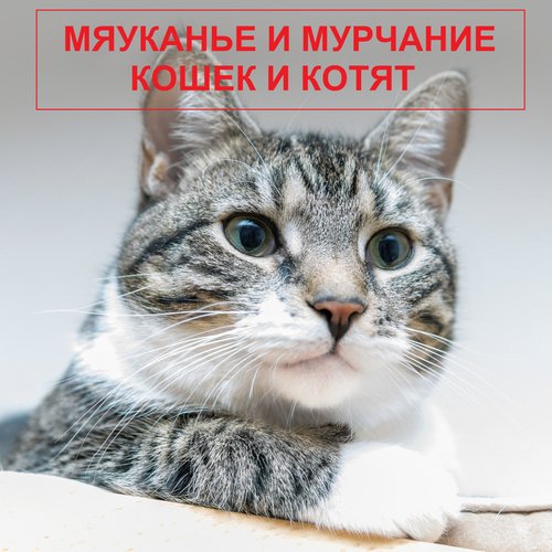 Звук Злого Агрессивного Кота - Song Download From Мяуканье И.