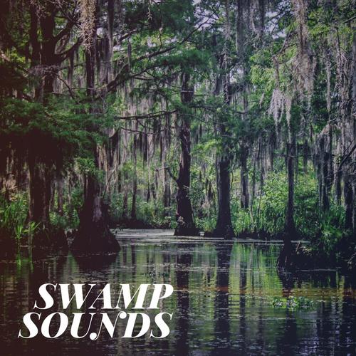 Night Cricket Sounds Song Download from Swamp Sounds JioSaavn