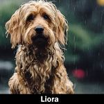 Liora artwork